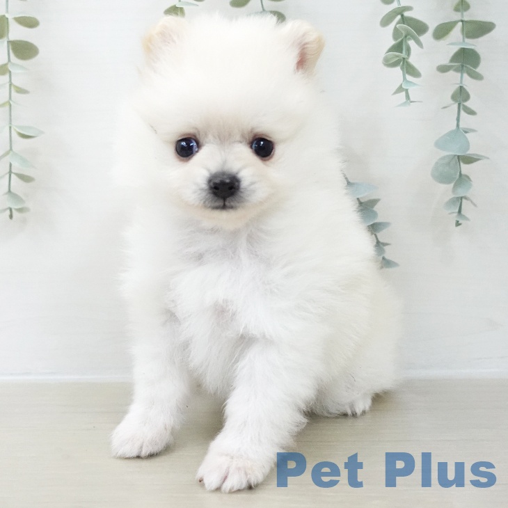 千葉県のポメラニアン (ペッツワン 千葉ニュータウン店/2025年11月20日生まれ/男の子/ホワイトクリーム)の子犬の1枚目の画像