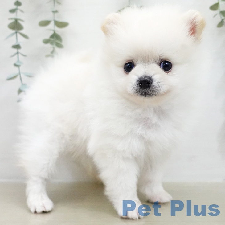 千葉県のポメラニアン (ペッツワン 千葉ニュータウン店/2025年11月20日生まれ/男の子/ホワイトクリーム)の子犬の2枚目の画像