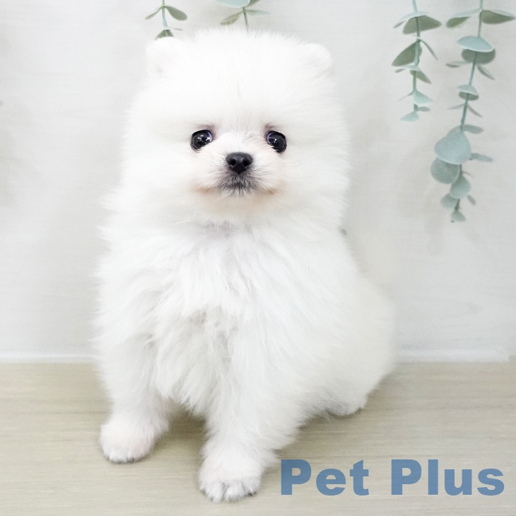 埼玉県のポメラニアン (ペットプラス コクーンシティ店/2025年11月22日生まれ/女の子/ホワイト)の子犬の1枚目の画像