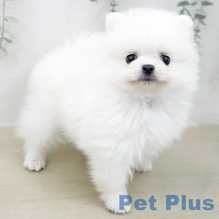 埼玉県のポメラニアン (ペットプラス コクーンシティ店/2025年11月22日生まれ/女の子/ホワイト)の子犬の2枚目の画像