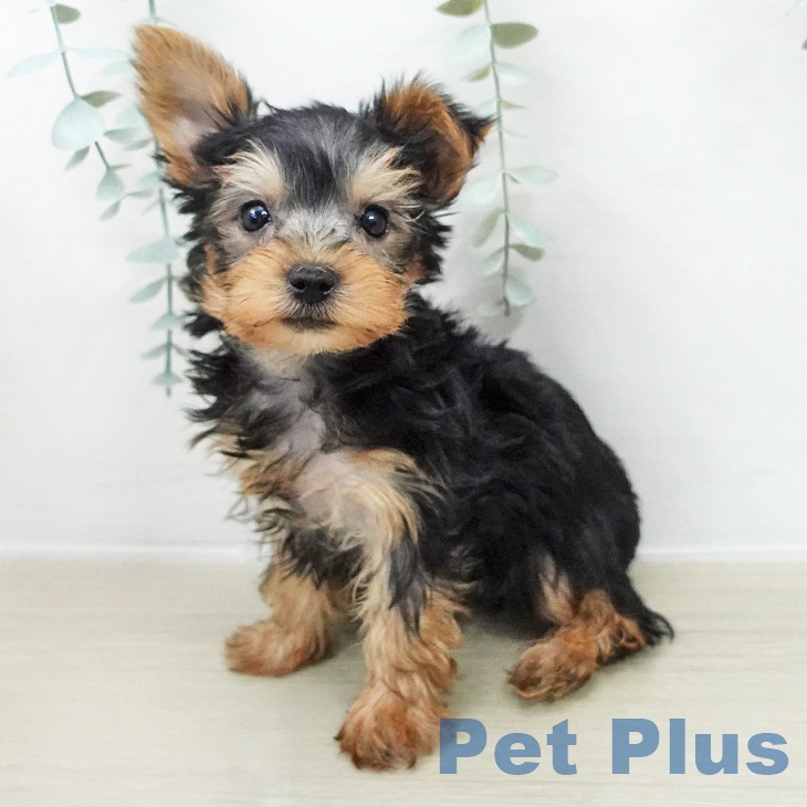 福島県のヨークシャーテリア (ペットプラス イオンタウン郡山店/2025年11月22日生まれ/男の子/スチールブルータン)の子犬