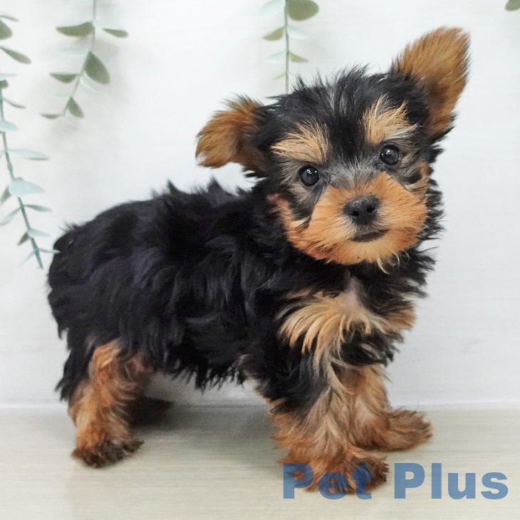 福島県のヨークシャーテリア (ペットプラス 福島店/2025年11月22日生まれ/男の子/スチールブルータン)の子犬