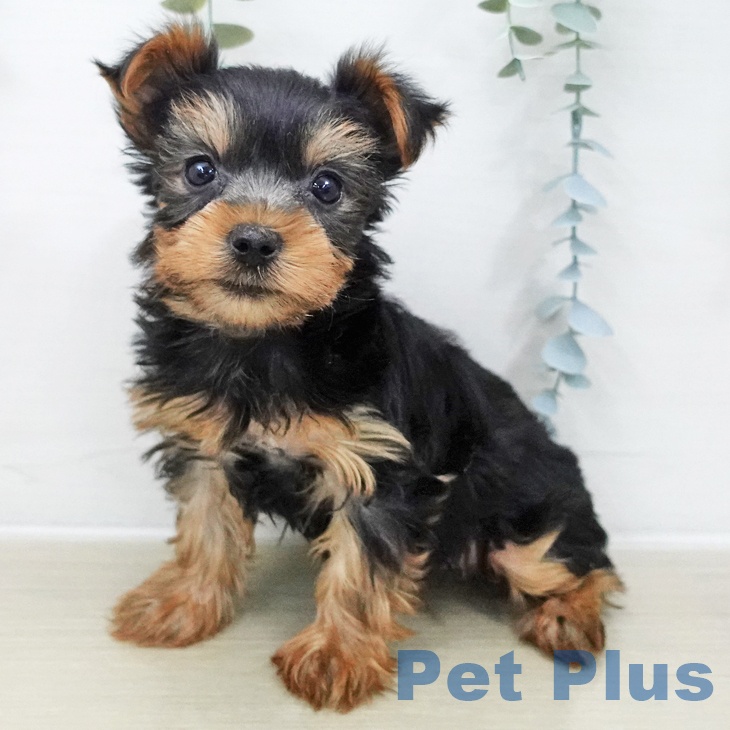 千葉県のヨークシャーテリア (ペットプラス 成田店/2025年11月22日生まれ/女の子/スチールブルータン)の子犬の1枚目の画像