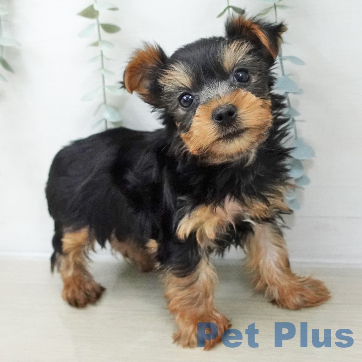 千葉県のヨークシャーテリア (ペットプラス 成田店/2025年11月22日生まれ/女の子/スチールブルータン)の子犬の2枚目の画像