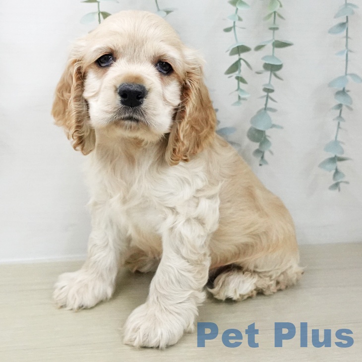宮城県のアメリカンコッカースパニエル (ペットプラス 仙台上杉店/2025年11月22日生まれ/男の子/バフ)の子犬の1枚目の画像