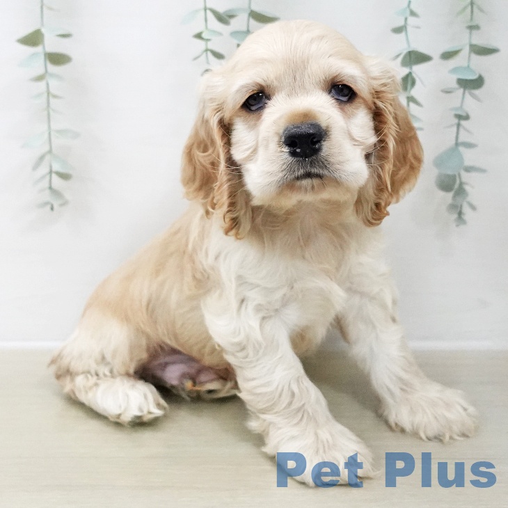 宮城県のアメリカンコッカースパニエル (ペットプラス 仙台上杉店/2025年11月22日生まれ/男の子/バフ)の子犬の2枚目の画像