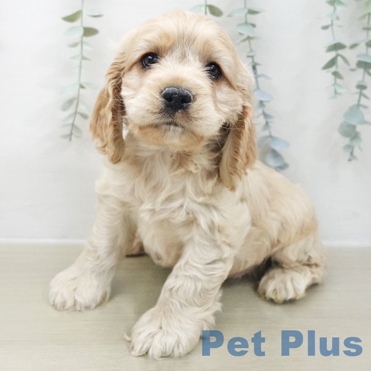 福島県のアメリカンコッカースパニエル (ペットプラス 福島店/2025年11月22日生まれ/男の子/バフ)の子犬