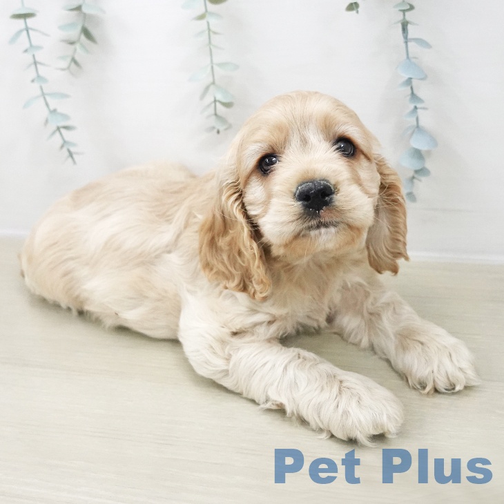 福島県のアメリカンコッカースパニエル (ペットプラス 福島店/2025年11月22日生まれ/男の子/バフ)の子犬の2枚目の画像