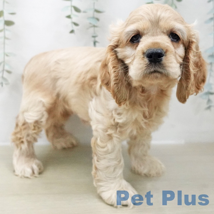 千葉県のアメリカンコッカースパニエル (ペットプラス 幕張新都心店/2025年11月22日生まれ/女の子/バフ)の子犬の1枚目の画像