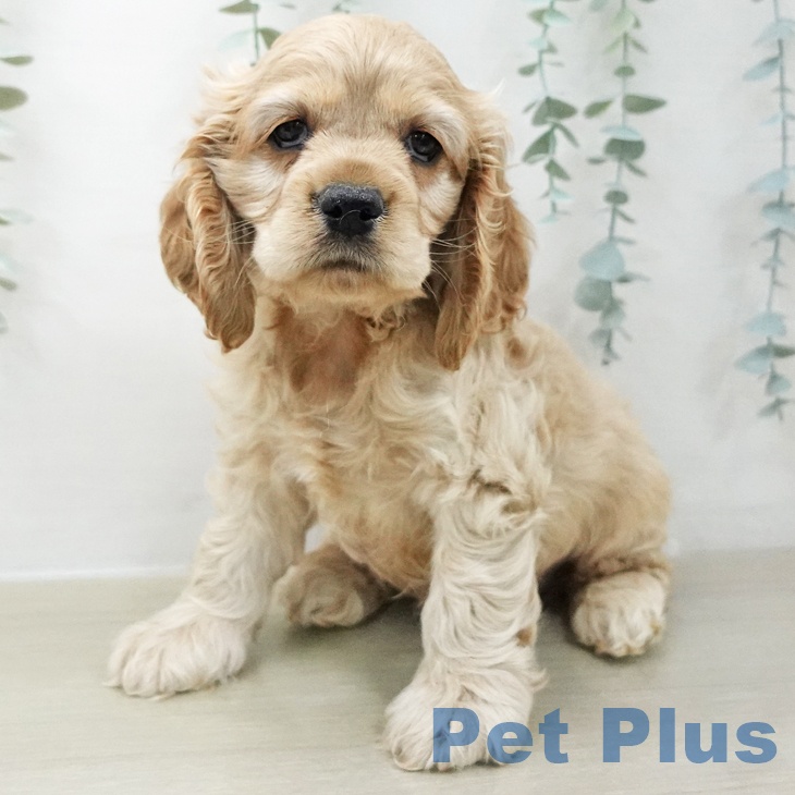 千葉県のアメリカンコッカースパニエル (ペットプラス 幕張新都心店/2025年11月22日生まれ/女の子/バフ)の子犬の2枚目の画像