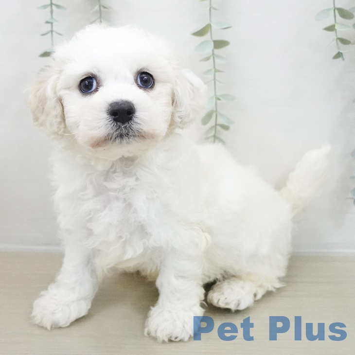 神奈川県のビションフリーゼ (ペットプラス 天王町店/2025年11月20日生まれ/男の子/ホワイト)の子犬の1枚目の画像