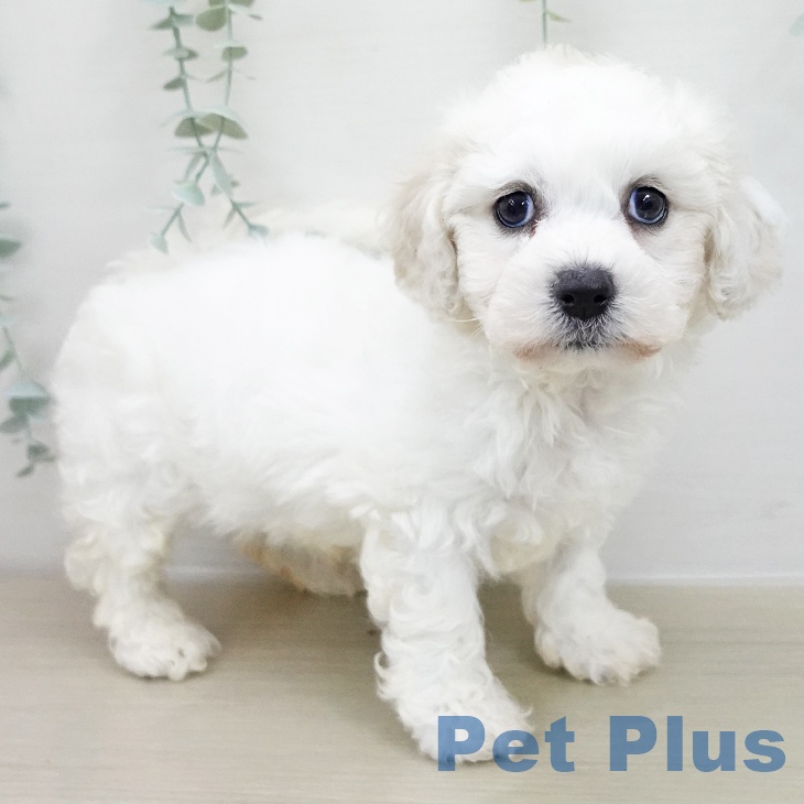 神奈川県のビションフリーゼ (ペットプラス 天王町店/2025年11月20日生まれ/男の子/ホワイト)の子犬の2枚目の画像