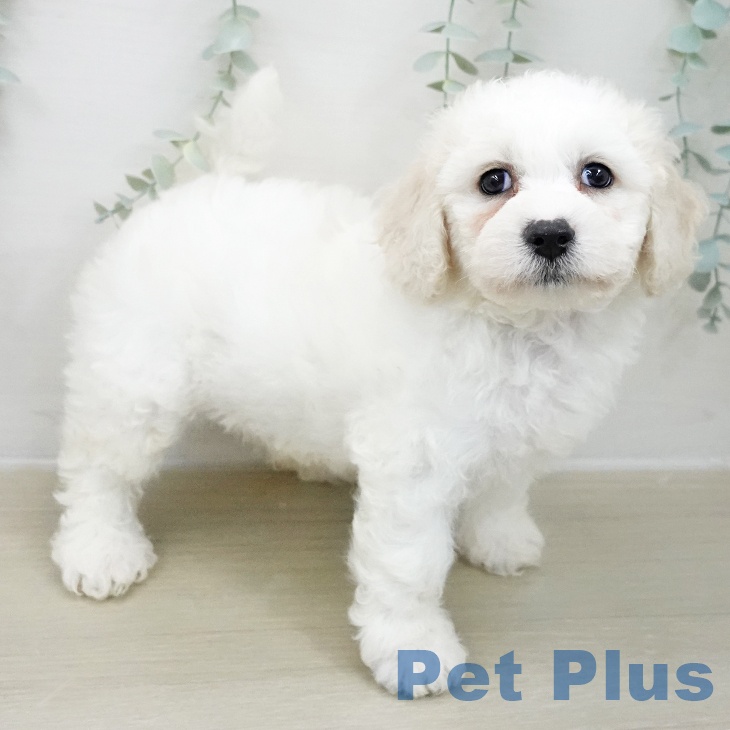 埼玉県のビションフリーゼ (ペットプラス ピオニウォーク東松山店/2025年11月20日生まれ/男の子/ホワイト)の子犬の1枚目の画像