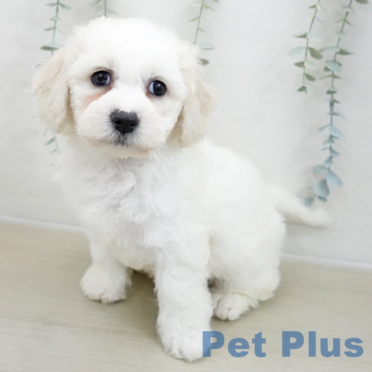 埼玉県のビションフリーゼ (ペットプラス ピオニウォーク東松山店/2025年11月20日生まれ/男の子/ホワイト)の子犬の2枚目の画像