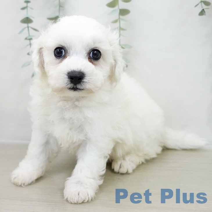 千葉県のビションフリーゼ (ペットプラス 幕張新都心店/2025年11月20日生まれ/男の子/ホワイト)の子犬の1枚目の画像