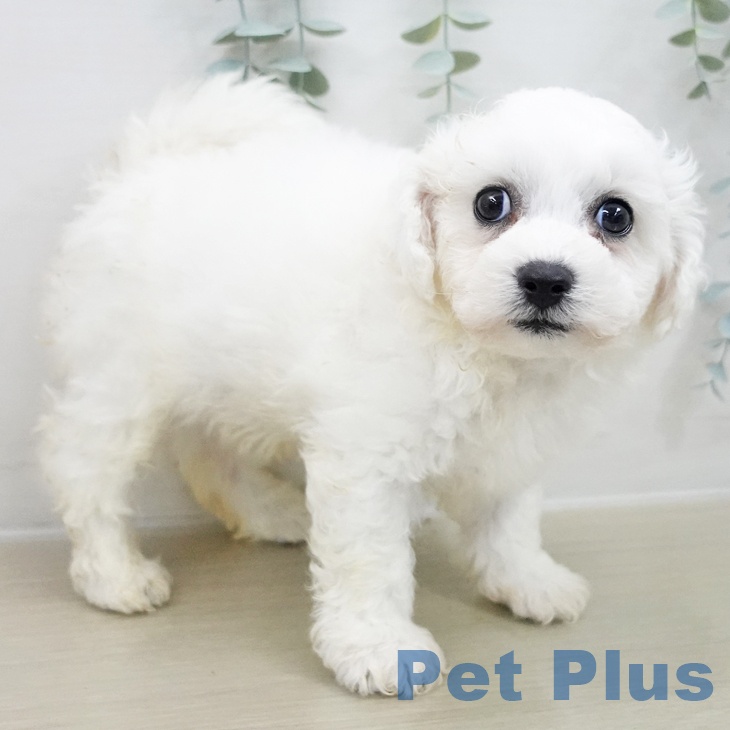 千葉県のビションフリーゼ (ペットプラス 幕張新都心店/2025年11月20日生まれ/男の子/ホワイト)の子犬の2枚目の画像