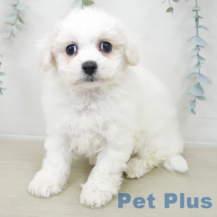 東京都のビションフリーゼ (ペットプラス アクアシティお台場店/2025年11月20日生まれ/女の子/ホワイト)の子犬の1枚目の画像