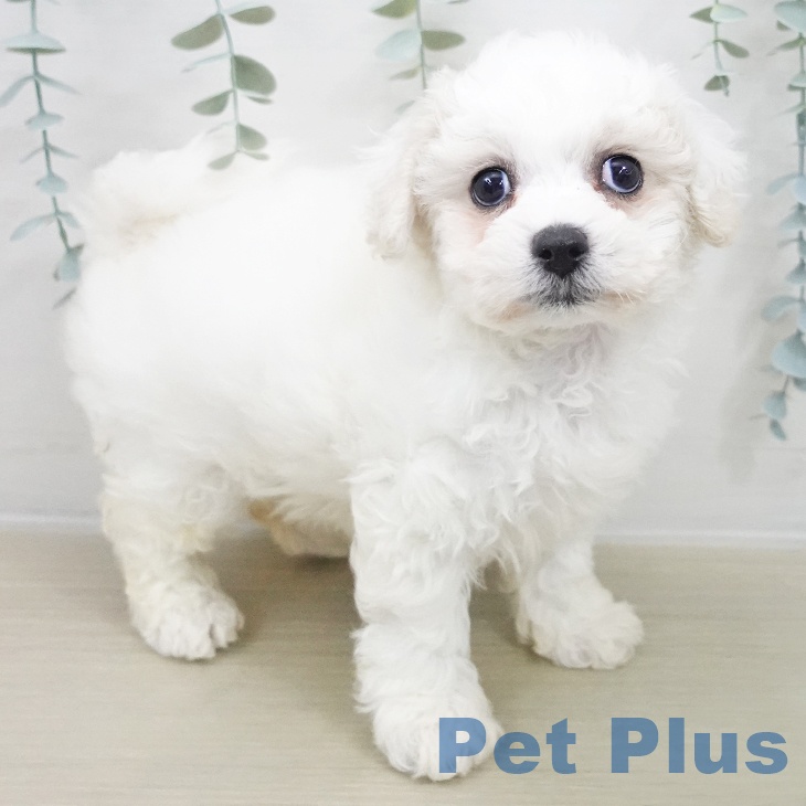 東京都のビションフリーゼ (ペットプラス アクアシティお台場店/2025年11月20日生まれ/女の子/ホワイト)の子犬の2枚目の画像