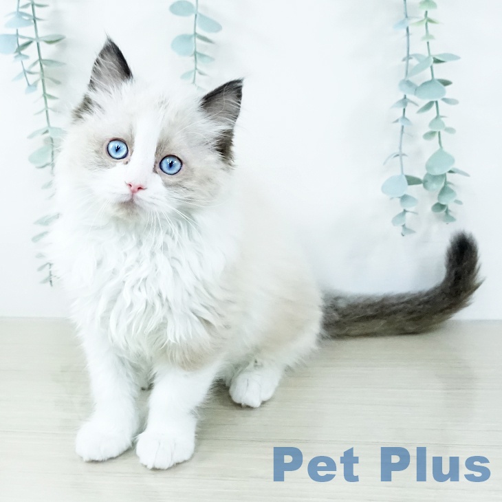 岩手県のラグドール (ペットプラス 盛岡南店/2025年11月18日生まれ/女の子/シールポイントバイカラー)の子猫の2枚目の画像