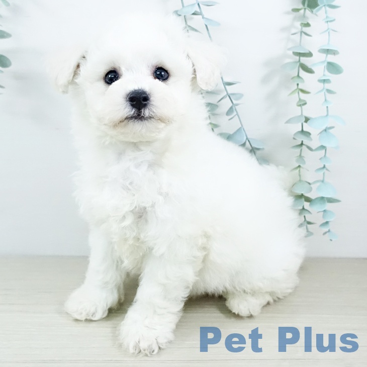 福島県のビションフリーゼ (ペットプラス 福島店/2025年11月19日生まれ/男の子/ホワイト)の子犬