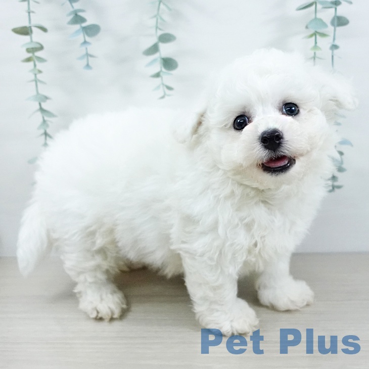 山梨県のビションフリーゼ (ペットプラス 甲府昭和店/2025年11月19日生まれ/男の子/ホワイト)の子犬