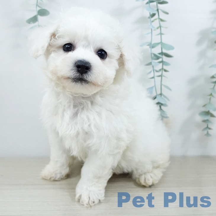 東京都のビションフリーゼ (ペットプラス むさし村山店/2025年11月19日生まれ/男の子/ホワイト)の子犬の1枚目の画像