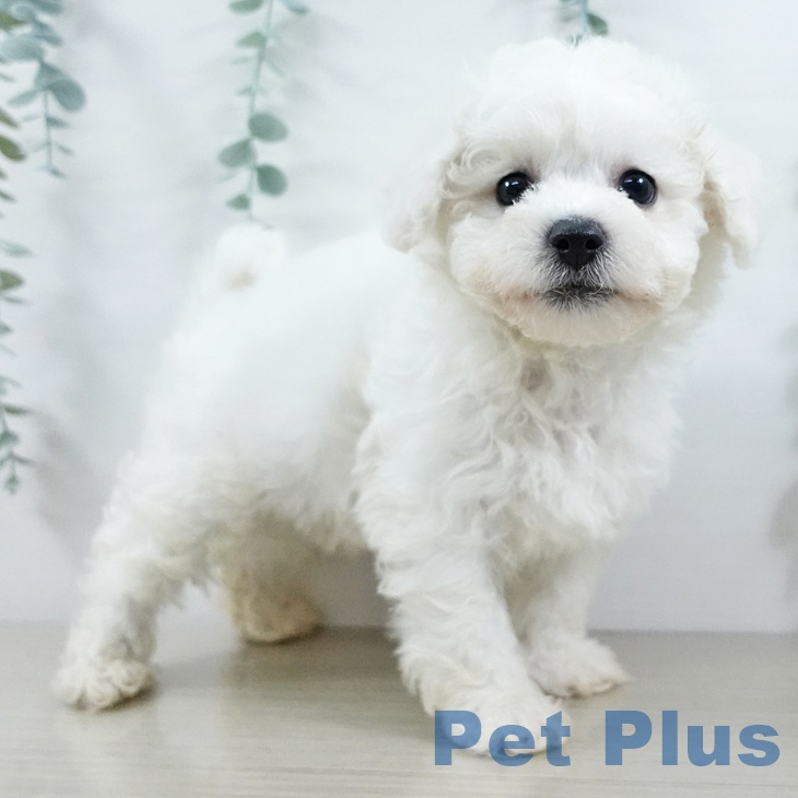 東京都のビションフリーゼ (ペットプラス むさし村山店/2025年11月19日生まれ/男の子/ホワイト)の子犬の2枚目の画像