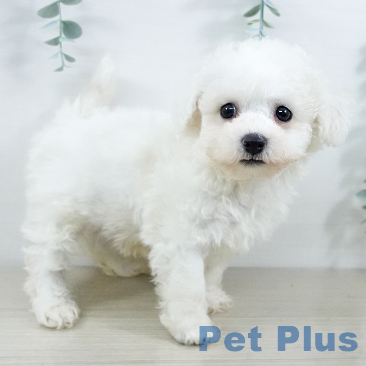 東京都のビションフリーゼ (ペットプラス 日の出店/2025年11月19日生まれ/男の子/ホワイト)の子犬の1枚目の画像