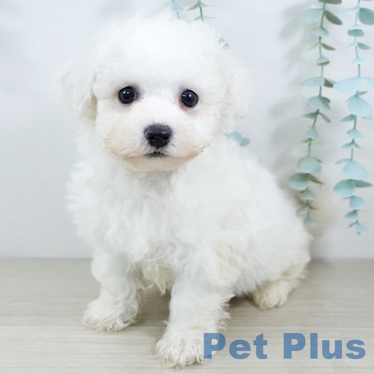東京都のビションフリーゼ (ペットプラス 日の出店/2025年11月19日生まれ/男の子/ホワイト)の子犬の2枚目の画像