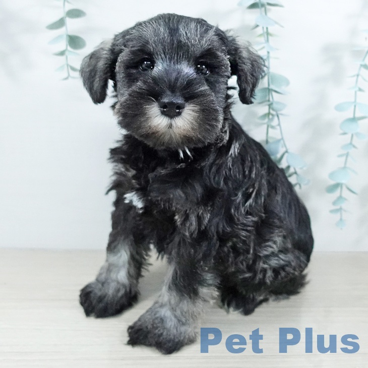 東京都のミニチュアシュナウザー (ペットプラス 立川高島屋S.C.店/2025年11月20日生まれ/女の子/ソルトペッパー)の子犬の1枚目の画像