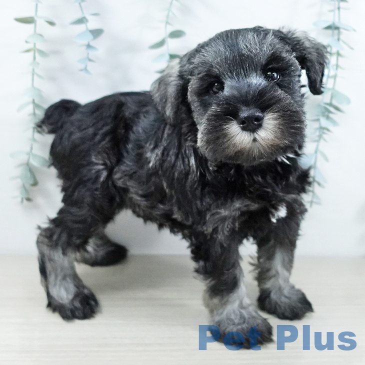 東京都のミニチュアシュナウザー (ペットプラス 立川高島屋S.C.店/2025年11月20日生まれ/女の子/ソルトペッパー)の子犬の2枚目の画像