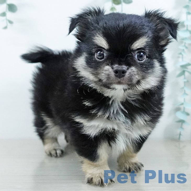 神奈川県のチワワ(ロング) (ペットプラス ゆめが丘ソラトス店/2025年11月15日生まれ/男の子/ブラックタンホワイト)の子犬の1枚目の画像