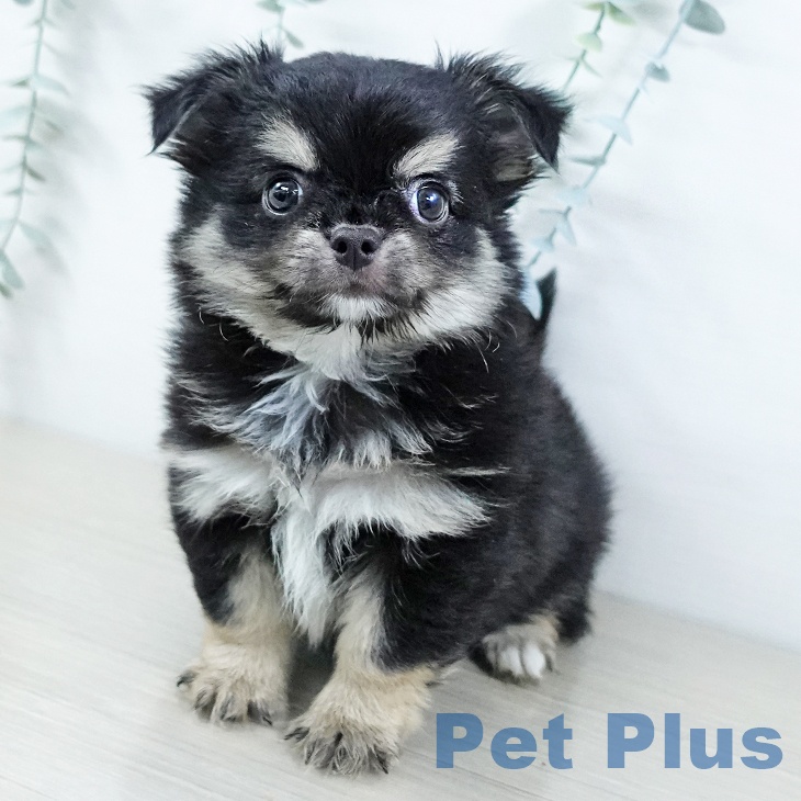 神奈川県のチワワ(ロング) (ペットプラス ゆめが丘ソラトス店/2025年11月15日生まれ/男の子/ブラックタンホワイト)の子犬の2枚目の画像