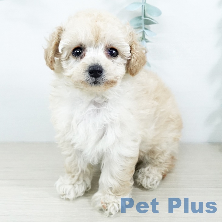 長野県のトイプードル(トイ) (ペットプラス 松本店/2025年11月22日生まれ/女の子/クリーム)の子犬の1枚目の画像