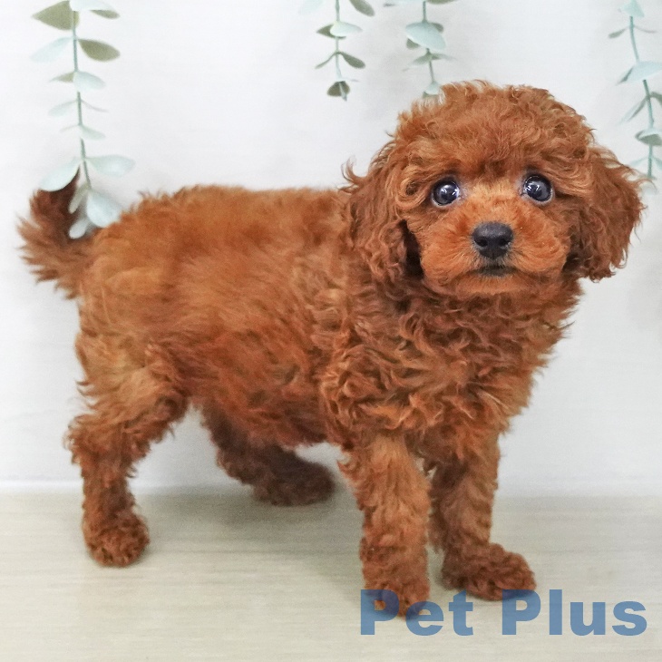 東京都のトイプードル(トイ) (ペットプラス 立川高島屋S.C.店/2025年11月21日生まれ/女の子/レッド)の子犬の1枚目の画像