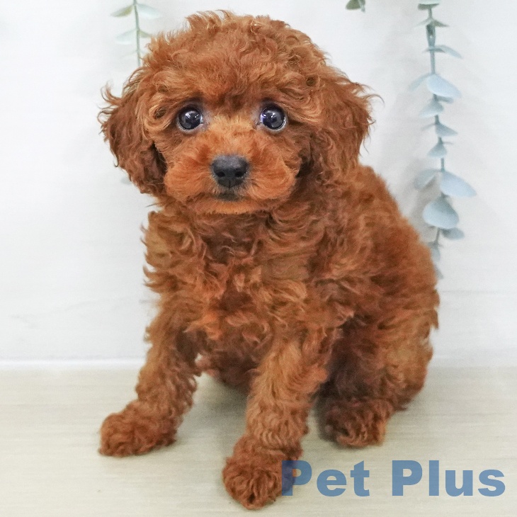 東京都のトイプードル(トイ) (ペットプラス 立川高島屋S.C.店/2025年11月21日生まれ/女の子/レッド)の子犬の2枚目の画像