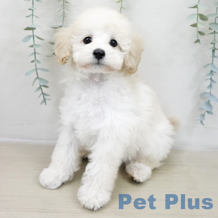 宮城県のトイプードル(トイ) (ペットプラス 仙台上杉店/2025年11月23日生まれ/男の子/ホワイト)の子犬の1枚目の画像