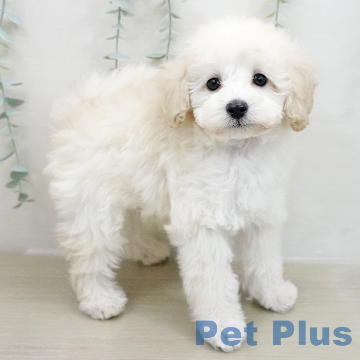 宮城県のトイプードル(トイ) (ペットプラス 仙台上杉店/2025年11月23日生まれ/男の子/ホワイト)の子犬の2枚目の画像