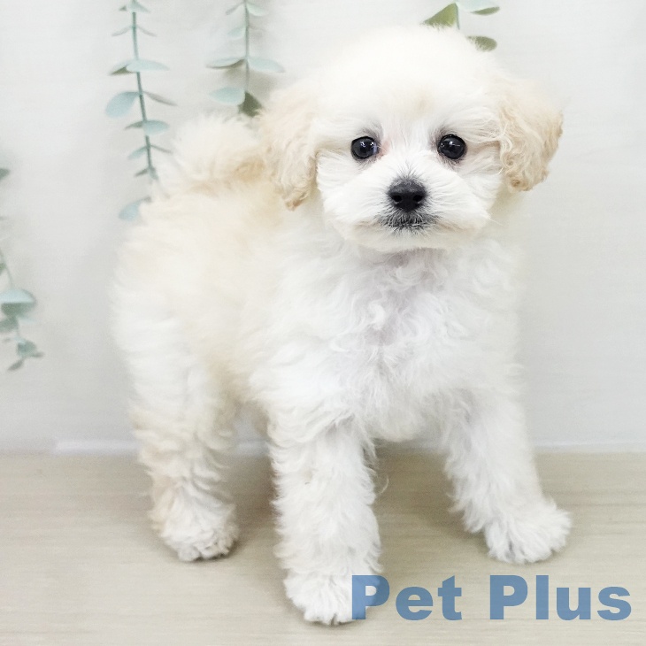 神奈川県のトイプードル(トイ) (ペットプラス 武蔵小杉店/2025年11月23日生まれ/男の子/ホワイト)の子犬の1枚目の画像