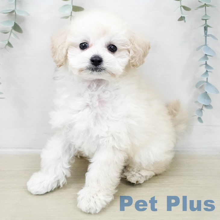 神奈川県のトイプードル(トイ) (ペットプラス 武蔵小杉店/2025年11月23日生まれ/男の子/ホワイト)の子犬の2枚目の画像