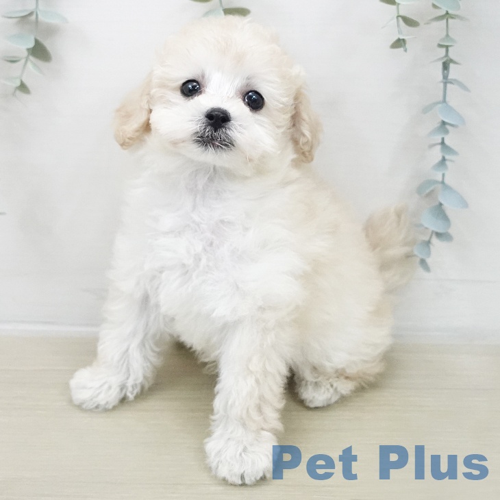 群馬県のトイプードル(トイ) (ペットプラス 前橋店/2025年11月23日生まれ/男の子/ホワイト)の子犬の1枚目の画像