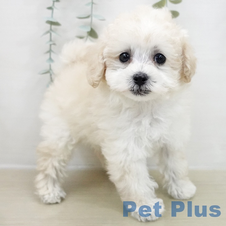 群馬県のトイプードル(トイ) (ペットプラス 前橋店/2025年11月23日生まれ/男の子/ホワイト)の子犬の2枚目の画像