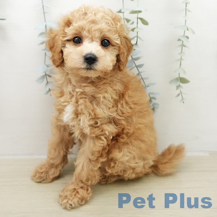 東京都のトイプードル(トイ) (ペットプラス 立川高島屋S.C.店/2025年11月23日生まれ/男の子/ペールフォーン)の子犬の1枚目の画像