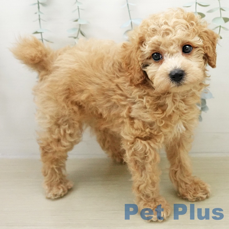 東京都のトイプードル(トイ) (ペットプラス 立川高島屋S.C.店/2025年11月23日生まれ/男の子/ペールフォーン)の子犬の2枚目の画像