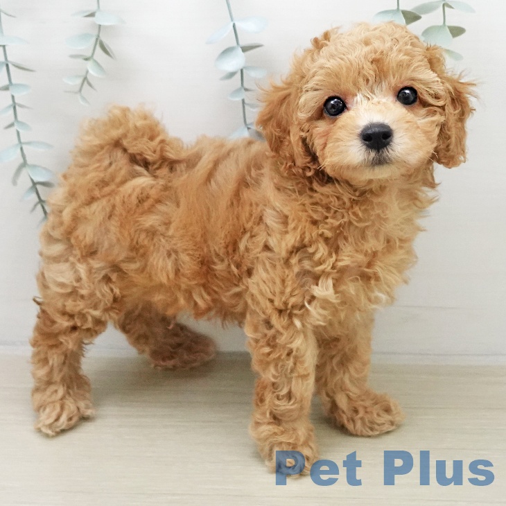 埼玉県のトイプードル(トイ) (ペットプラス 川口店/2025年11月23日生まれ/男の子/ペールフォーン)の子犬の1枚目の画像