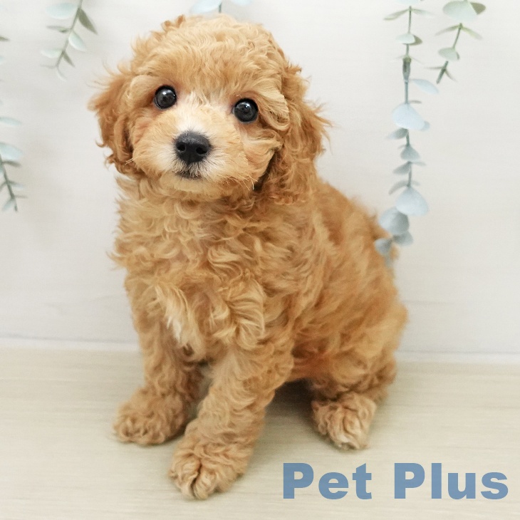 埼玉県のトイプードル(トイ) (ペットプラス 川口店/2025年11月23日生まれ/男の子/ペールフォーン)の子犬の2枚目の画像