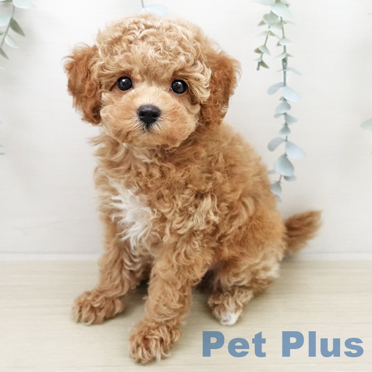 茨城県のトイプードル(トイ) (ペッツワン つくば店/2025年11月23日生まれ/男の子/レッドフォーン)の子犬の1枚目の画像