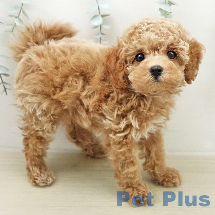 茨城県のトイプードル(トイ) (ペッツワン つくば店/2025年11月23日生まれ/男の子/レッドフォーン)の子犬の2枚目の画像