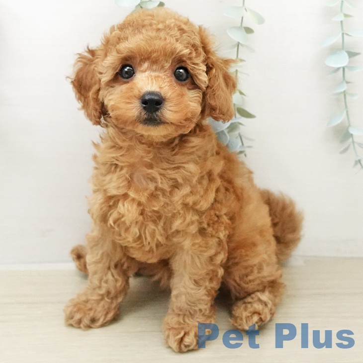 東京都のトイプードル(トイ) (ペットプラス 板橋店/2025年11月23日生まれ/女の子/レッドフォーン)の子犬の2枚目の画像