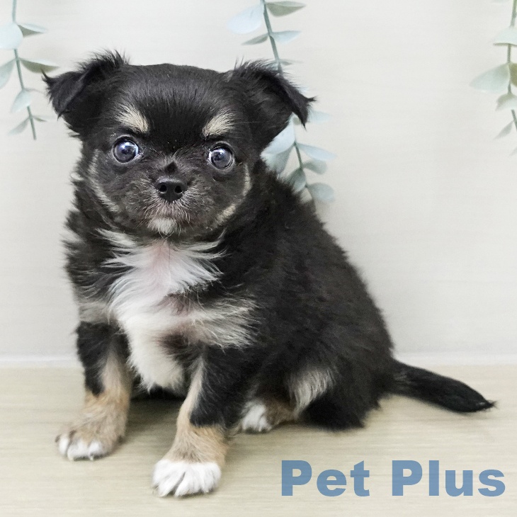 埼玉県のチワワ(ロング) (ペットプラス イオンモール春日部店/2025年11月23日生まれ/男の子/ブラックタンホワイト)の子犬の1枚目の画像